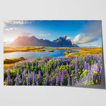 Load image into Gallery viewer, Flowers in Bloom at Stokksnes Iceland