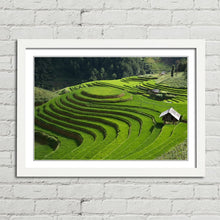 Load image into Gallery viewer, Rice Field Terrace Vietnam