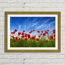 Load image into Gallery viewer, Red Poppies in Field