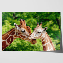 Load image into Gallery viewer, Giraffes Close Up