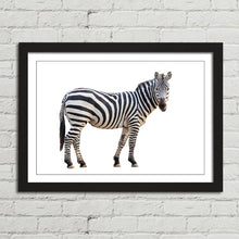 Load image into Gallery viewer, Zebra Staring Close Up