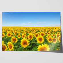 Load image into Gallery viewer, Yellow Sunflowers in Field