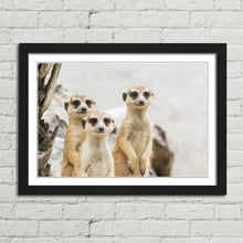 Load image into Gallery viewer, Meerkats Group Cute