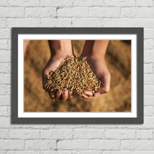 Load image into Gallery viewer, Hands Holding Rice Seeds India Harvest