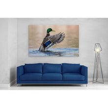 Load image into Gallery viewer, Mallard Duck in Water