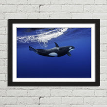 Load image into Gallery viewer, Killer Whale in the Pacific New Zealand