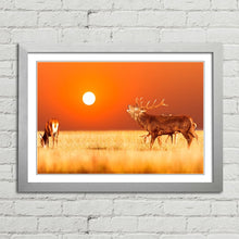 Load image into Gallery viewer, Red Deer Stag at Sunset