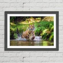 Load image into Gallery viewer, Siberian Tiger Running in Water