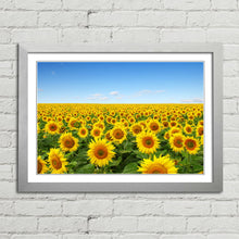 Load image into Gallery viewer, Yellow Sunflowers in Field