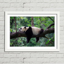 Load image into Gallery viewer, Sleeping Panda China