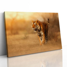Load image into Gallery viewer, Male Tiger in India