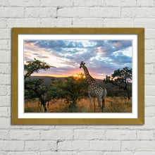 Load image into Gallery viewer, Giraffe on African Plains at Sunrise