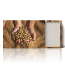 Load image into Gallery viewer, Hands Holding Rice Seeds India Harvest