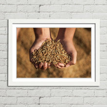Load image into Gallery viewer, Hands Holding Rice Seeds India Harvest