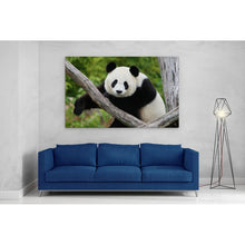 Load image into Gallery viewer, Giant Panda Bear China