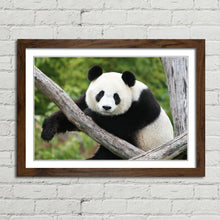 Load image into Gallery viewer, Giant Panda Bear China