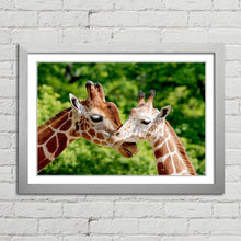 Load image into Gallery viewer, Giraffes Close Up