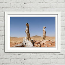 Load image into Gallery viewer, Cute Meerkats on Lookout