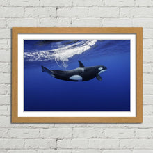 Load image into Gallery viewer, Killer Whale in the Pacific New Zealand
