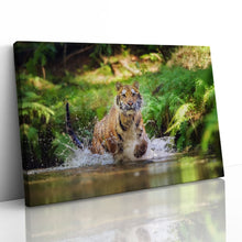 Load image into Gallery viewer, Siberian Tiger Running in Water