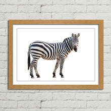 Load image into Gallery viewer, Zebra Staring Close Up