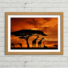 Load image into Gallery viewer, Giraffe Herd at Sunset