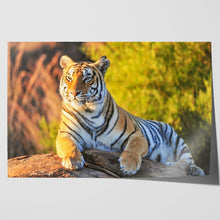 Load image into Gallery viewer, Tiger Big Cat Sitting