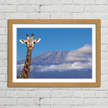 Load image into Gallery viewer, Giraffe near Mount Kilimanjaro