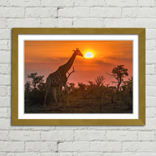 Load image into Gallery viewer, Giraffe in Kruger Park