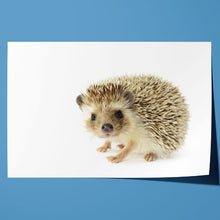 Load image into Gallery viewer, Hedgehog Close Up Selfie