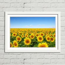 Load image into Gallery viewer, Yellow Sunflowers in Field