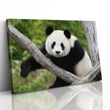 Load image into Gallery viewer, Giant Panda Bear China