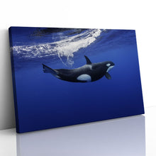 Load image into Gallery viewer, Killer Whale in the Pacific New Zealand