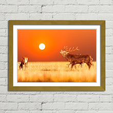 Load image into Gallery viewer, Red Deer Stag at Sunset