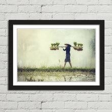 Load image into Gallery viewer, Farmer Rice in Rainy Season Vietnam