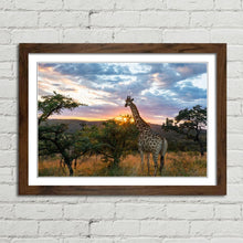 Load image into Gallery viewer, Giraffe on African Plains at Sunrise