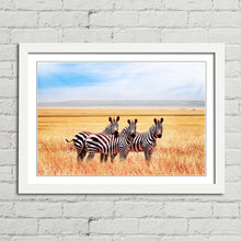 Load image into Gallery viewer, Zebras in Tanzania Savannah