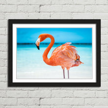 Load image into Gallery viewer, Pretty Pink Aruba Flamingo