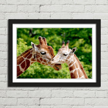 Load image into Gallery viewer, Giraffes Close Up