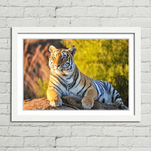 Load image into Gallery viewer, Tiger Big Cat Sitting