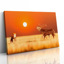 Load image into Gallery viewer, Red Deer Stag at Sunset