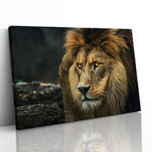 Load image into Gallery viewer, Lion Staring Portrait