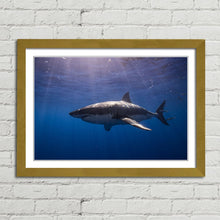 Load image into Gallery viewer, Cage Diving Great White Shark