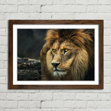Load image into Gallery viewer, Lion Staring Portrait