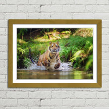 Load image into Gallery viewer, Siberian Tiger Running in Water