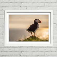 Load image into Gallery viewer, Atlantic Puffin in Mykines