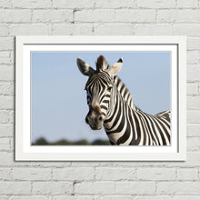 Load image into Gallery viewer, Zebra Safari in Africa