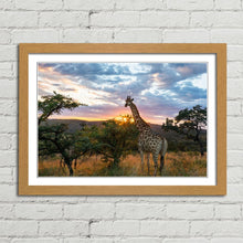 Load image into Gallery viewer, Giraffe on African Plains at Sunrise