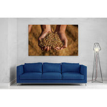 Load image into Gallery viewer, Hands Holding Rice Seeds India Harvest