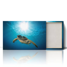 Load image into Gallery viewer, Green Sea Turtle on Maui Reef